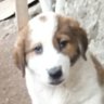 nikoo profil fotoğrafı