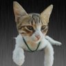 Cat's Eye's profile picture