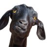 Profilbild von whatsthepoint