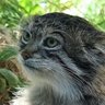 Фото профиля manul