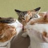 Фото профиля めぇ🐈🐈‍⬛