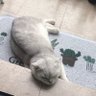 Blake C profil fotoğrafı