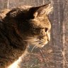 RLeeinVA profil fotoğrafı