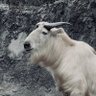 T.kiku profil fotoğrafı