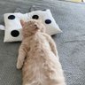 ミャン吉 的头像