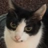 猫パンチ's profile picture