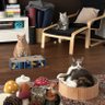 Boeffie 🐱 Bella🐱 Bobby 🐱 的头像