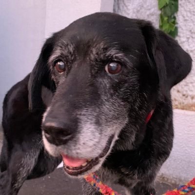 🌻メル🐕🦺's profile picture