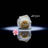 محمد's profile picture