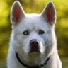 Serkan Guevercin's profile picture