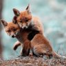 Amazing Animals 🍀 的头像