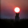 猴0只找熊1 profil fotoğrafı