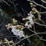 せい 的头像