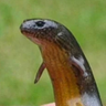 Skave's profile picture