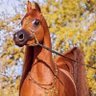 Фото профиля حسن