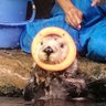 草月@水族館垢 profil fotoğrafı