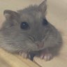 スペシャルポーク 的头像