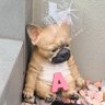 のこのこ's profile picture