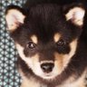 黒豆柴のサスケ 的头像