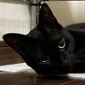 かんそくさん's profile picture