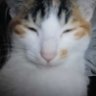 Profilbild von zhanlu星际最贵