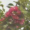 Nabila Khan's profile picture