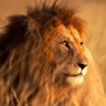 ~ELIIJAH~ profil fotoğrafı