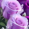 ابو فهد العزى's profile picture