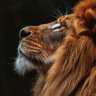Фото профиля KING