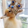 QueenBabyducks's profile picture