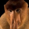 Monger profil fotoğrafı
