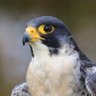 Фото профиля Bandz, the Falcon