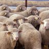 I See Sheep 🐑 profil fotoğrafı