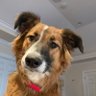 Holly Albrecht profil fotoğrafı