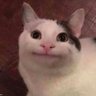 Фото профиля Cringe Cat