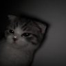 SKYCHANNIE's profile picture