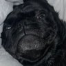 Profilbild von Blex A