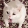 昱辰 profil fotoğrafı