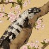 Profilbild von おすず 妹の方