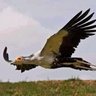Фото профиля صقر الجديان 🦅