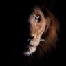 talal🇸🇦's profile picture