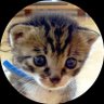 ねこじゃらし2's profile picture