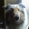 clyde's profile picture