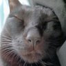 Albom Chang's profile picture
