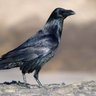 Corvid 19's profile picture