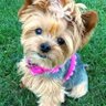 Фото профиля Yorkiemom