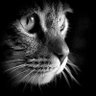 Born2Doge's profile picture