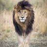 Profilbild von Tribal Lion