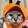 ひなた profil fotoğrafı