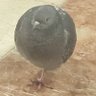 smol brd's profile picture
